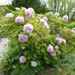 БОЖУРИТЕ В БОТАНИЧЕСКА ГРАДИНА– БАЛЧИК , ИМПЕРАТОРСКА ПРЕЛЕСТ ОТ ИЗТОКА