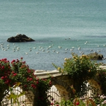 Парад на розите в Ботаническа градина - Балчик (СНИМКИ)