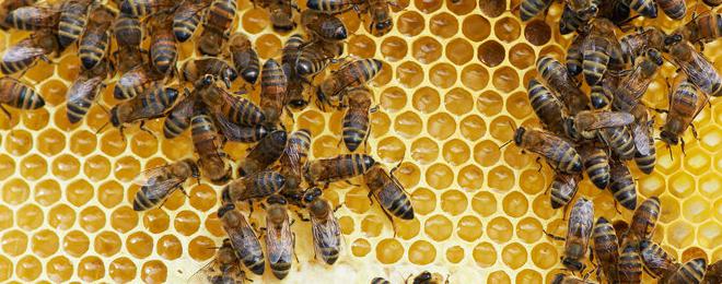 На вашето внимание Пчеларско Сдружение "Пчела Добрич" 