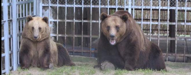  Отвеждат русенските мечки поради неизпълнени кметски обещания