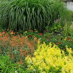 Ароматни билкови градини радват гостите на Албена