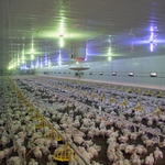  Мащабна инвестиция във ферма за бройлери подготвят в село Василево, общ.Генерал Тошево