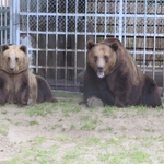  Отвеждат русенските мечки поради неизпълнени кметски обещания