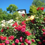 В розариума на Университетска ботаническа градина – Балчик