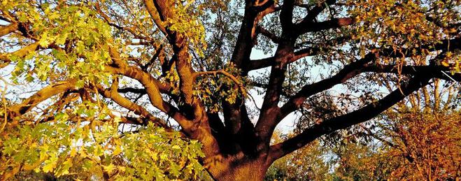 Подкрепете вековния дъб от Силистра в конкурса за "Европейско дърво за 2016 г."