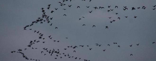 Предлага се пълна забрана за лов на голяма белочела гъска в България 