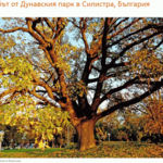 Подкрепете вековния дъб от Силистра в конкурса за "Европейско дърво за 2016 г."