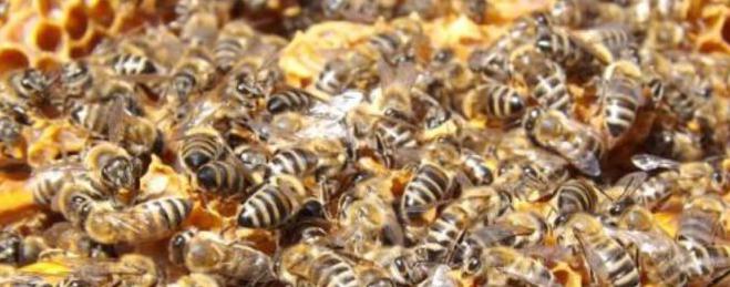 Мор в Балчик, гинат 30 милиона пчели