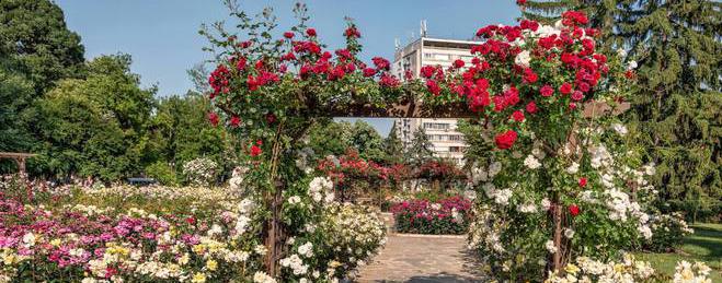 4200 рози красят градския парк в Добрич
