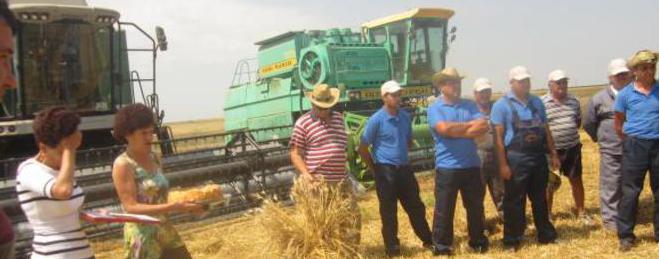 Кметът на община Шабла, г-н Мариян Жечев откри жътвата на пшеница в село Тюленово