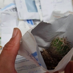 Ботаническа градина в Балчик получи дарение от 27 нови вида кактуси