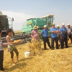 Кметът на община Шабла, г-н Мариян Жечев откри жътвата на пшеница в село Тюленово